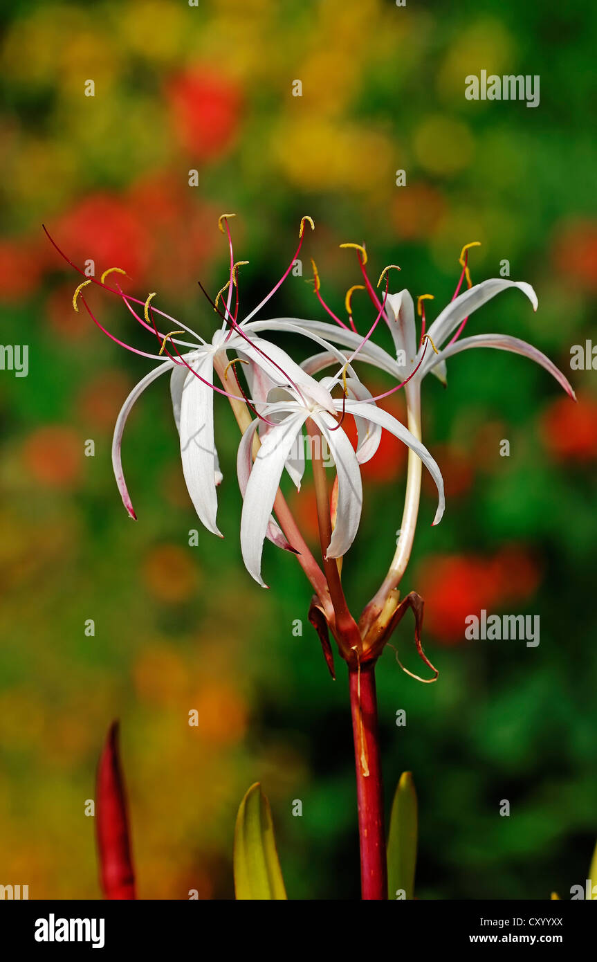 Swamp Lily (Crinum purpurascens), African species, garden plant Stock Photo
