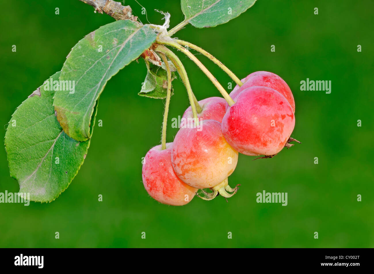 Tea Crabapple (Malus hupehensis), fruits, native to China and Taiwan Stock Photo