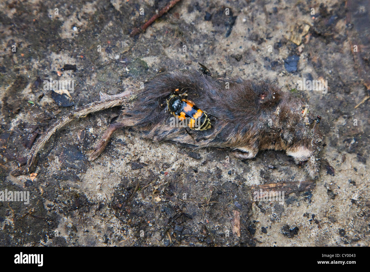 Burying beetle (Nicrophorus vespillo) feeding on dead shrew Stock Photo
