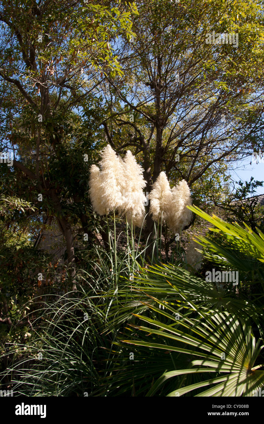 Picture of several stalks of Pampas grass against a background of trees. Stock Photo