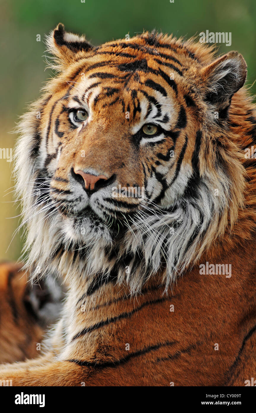Sumatran tiger (Panthera tigris sumatrae), portrait, occurrence in Sumatra, Indonesia, captive, Germany Stock Photo