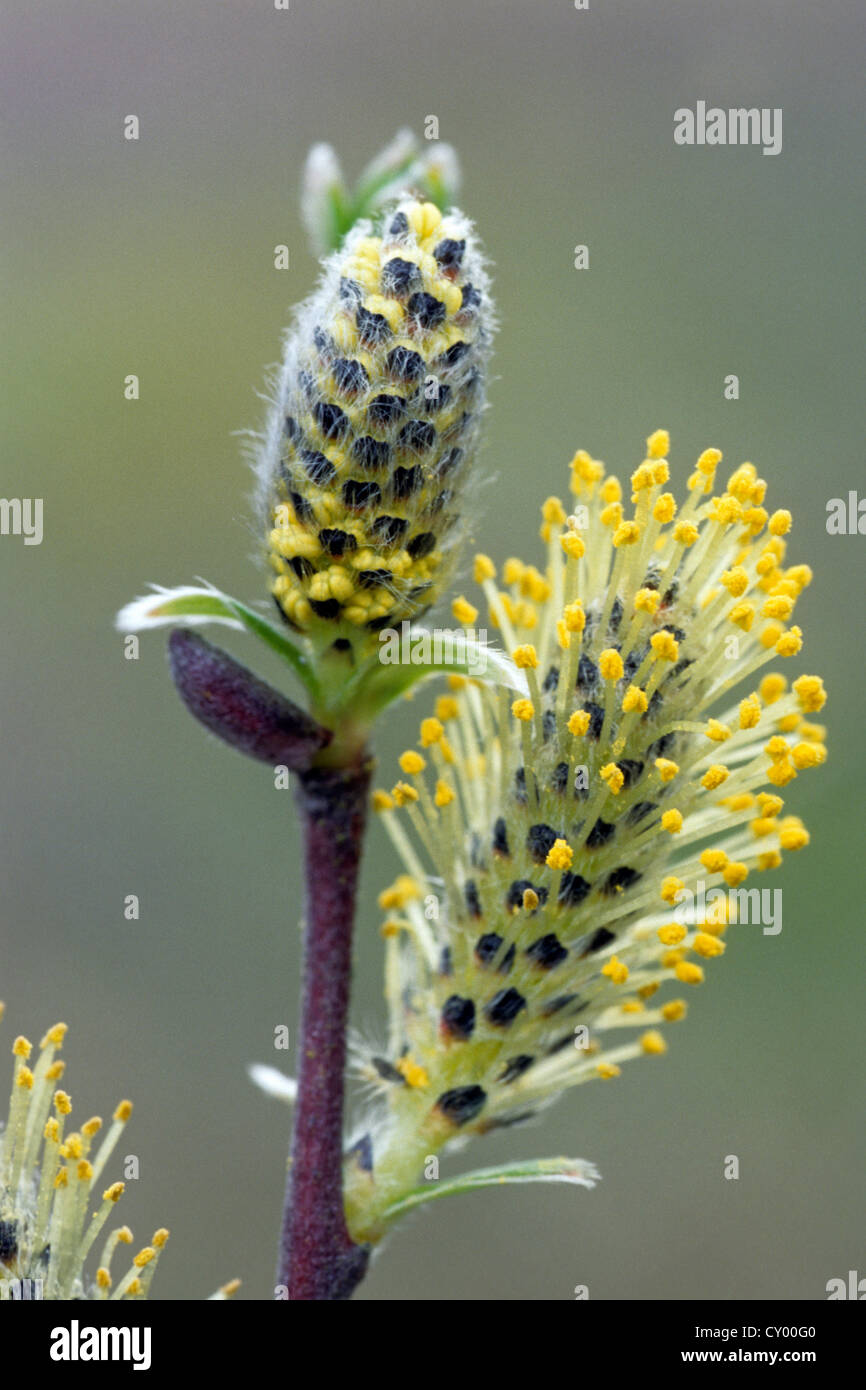 Catkins of common osier (Salix viminalis) in spring Stock Photo