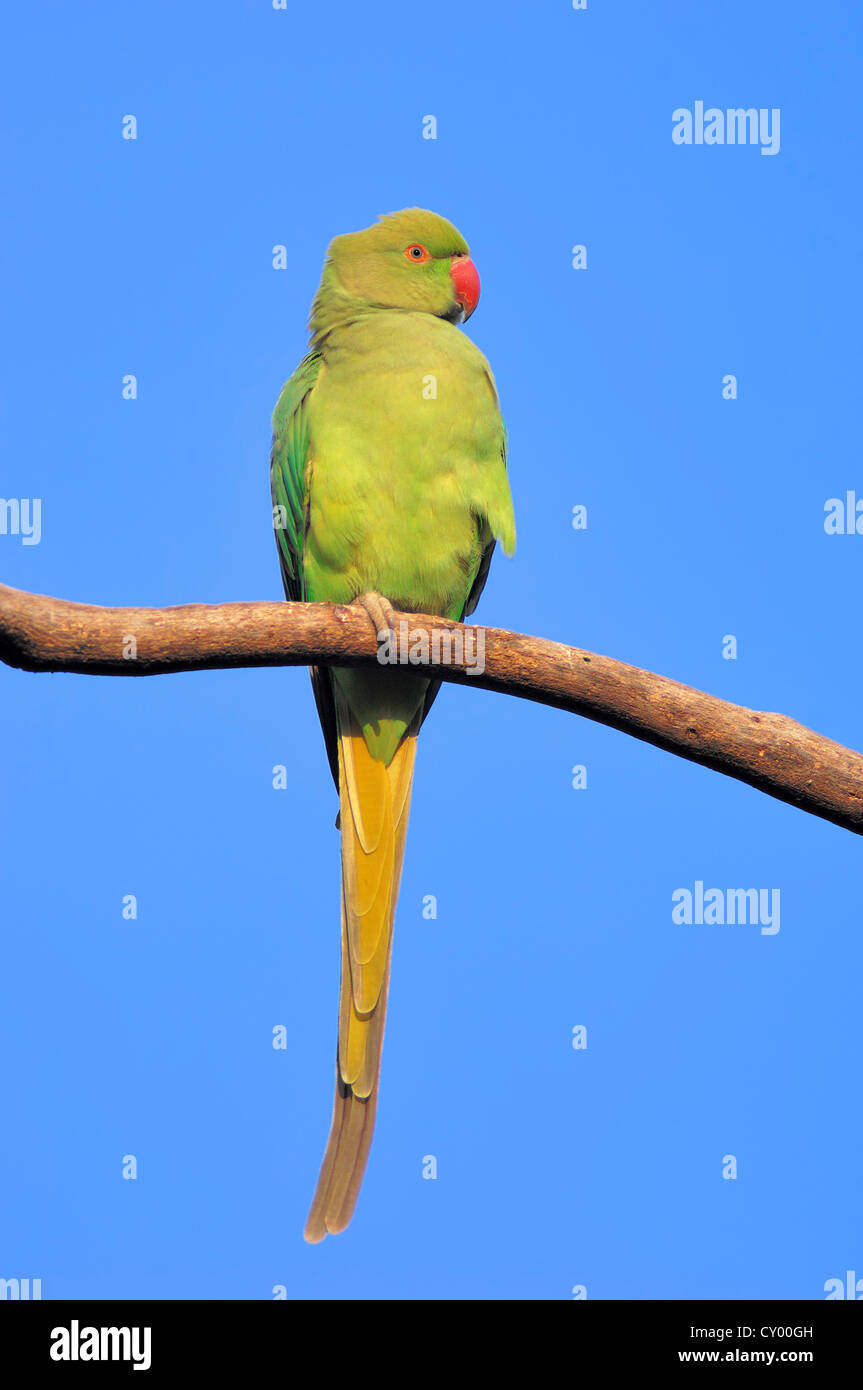 Rose-ringed Parakeet (Psittacula krameri) sitting on wire, Keoladeo  National Park, India, Stock Photo, Picture And Rights Managed Image. Pic.  YP6-1935713 | agefotostock