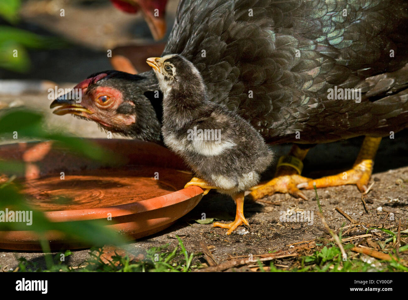 Close up of chick and chicken drinking water at farm Stock Photo