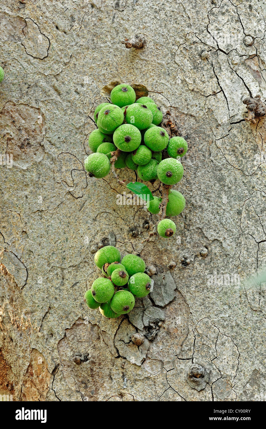 Sacred Fig or BoTree, Aswattha Tree (Ficus religiosa), fruits on a