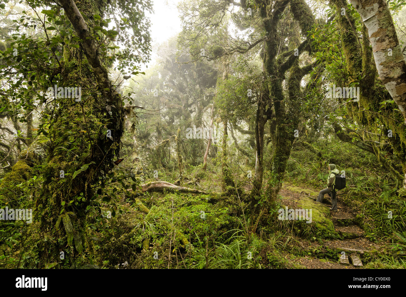 Female hiker carrying a backpack in the rain forest, hiking path in the