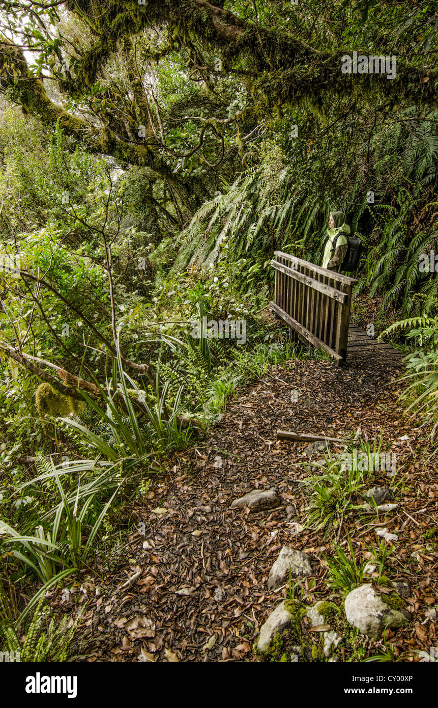 Female hiker carrying a backpack in the rain forest, hiking path in the Egmont National Park, North Island, New Zealand Stock Photo