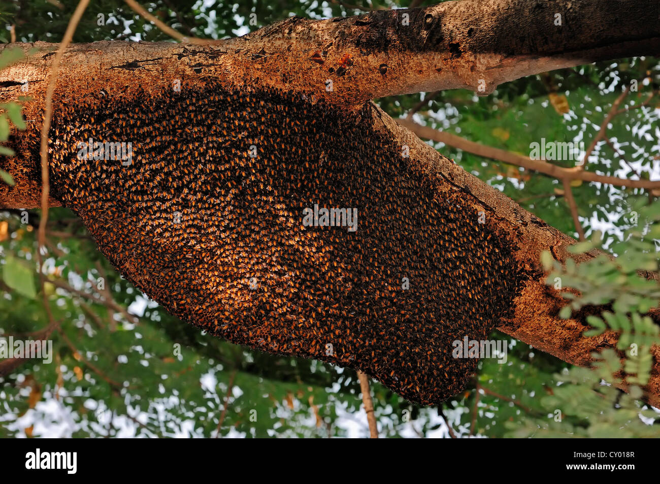 Honey Bees Nest
