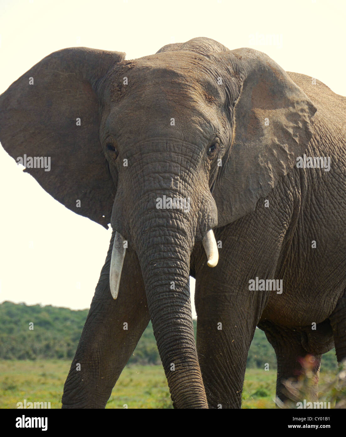 large elephant Stock Photo