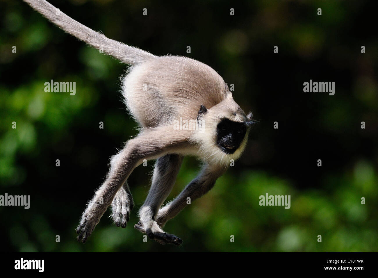 COMMON LANGUR Stock Photo