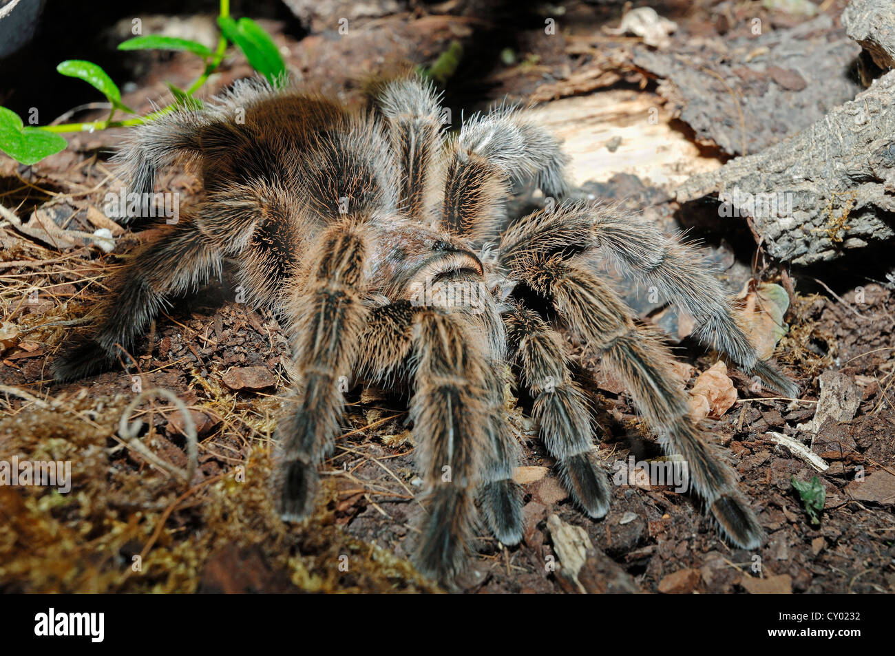 Chilean Rose Tarantula or Chilean Flame Tarantula (Grammostola rosea Stock Photo Alamy