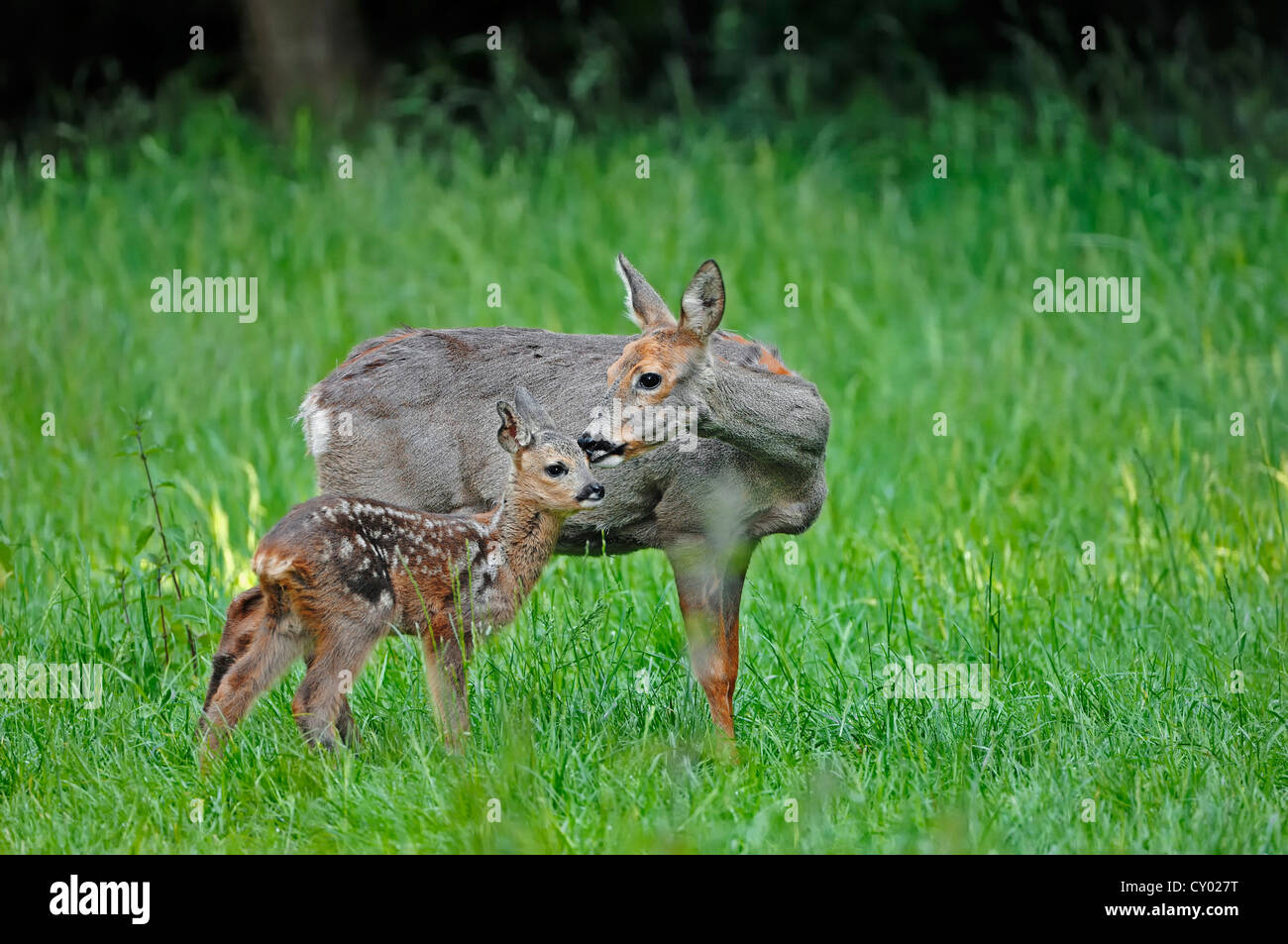 Roe deer doe and two fawns hi-res stock photography and images - Alamy