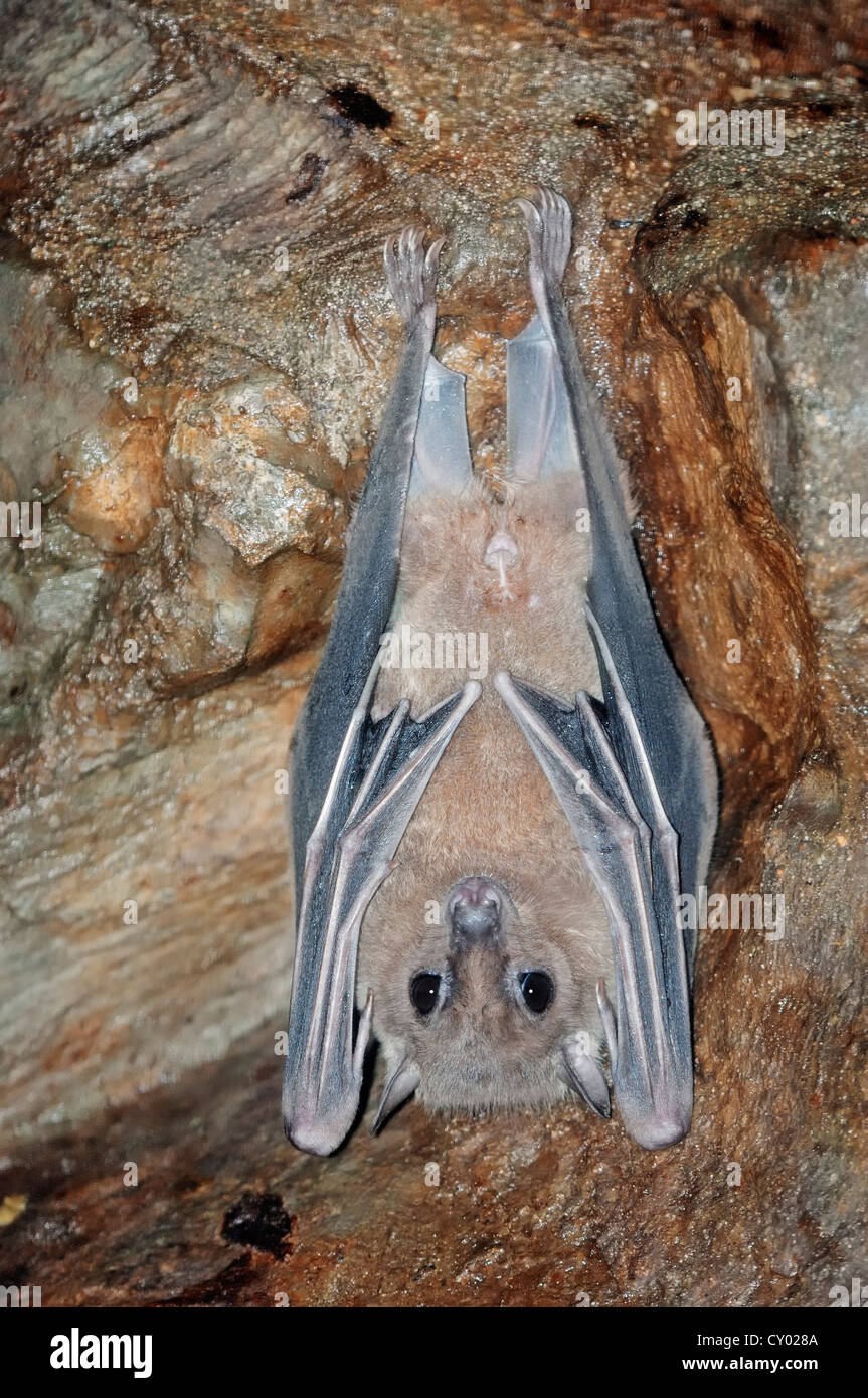 Egyptian Fruit Bat or Egyptian Rousette (Rousettus aegyptiacus) with juvenile, native to Africa and the Arabian peninsula Stock Photo