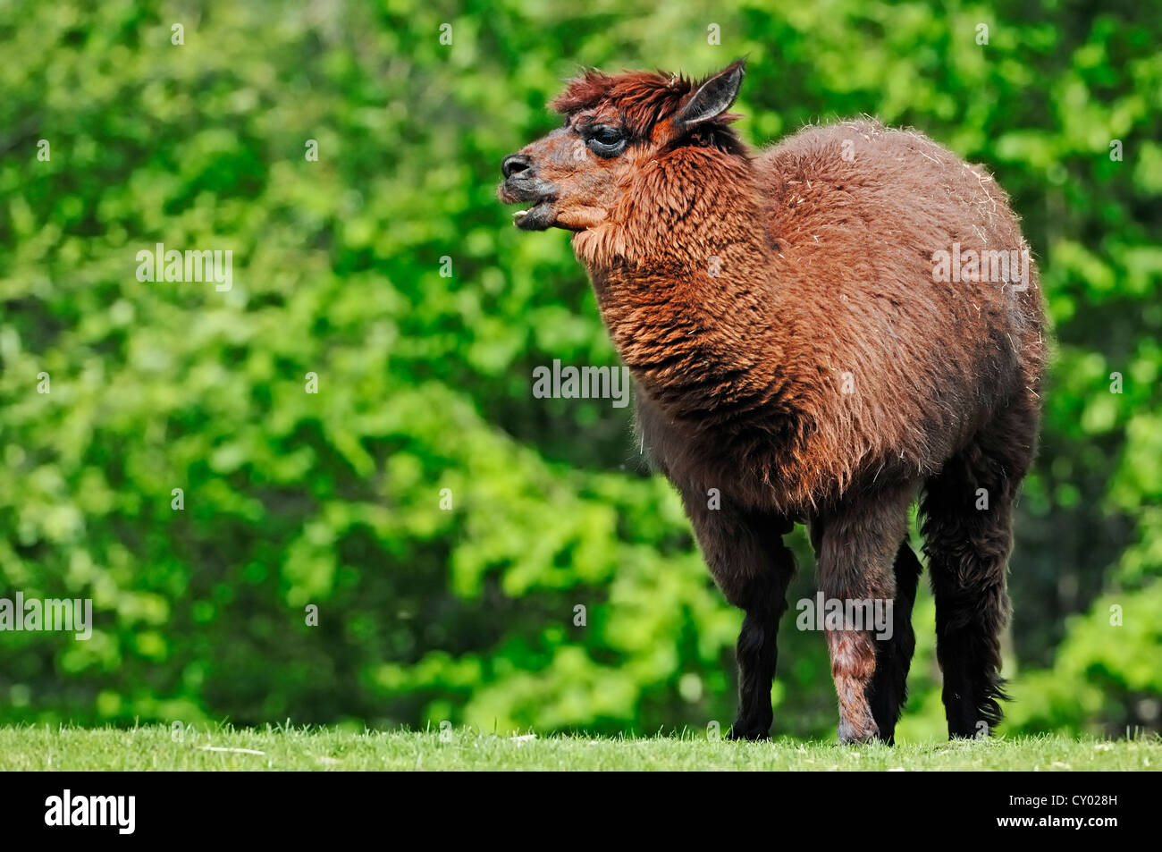 Alpaca (Llama pacos, Vicugna pacos), native to South America, in captivity, North Rhine-Westphalia Stock Photo