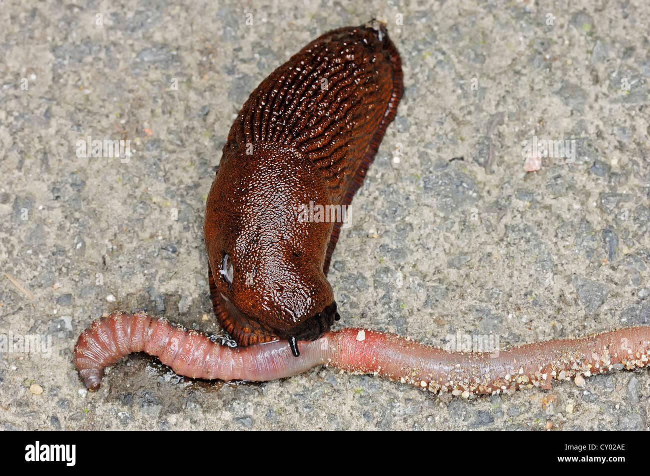 Portuguese Slug or Spanish Slug (Arion lusitanicus, Arion vulgaris) feeding on Common Earthworm (Lumbricus terrestris) Stock Photo
