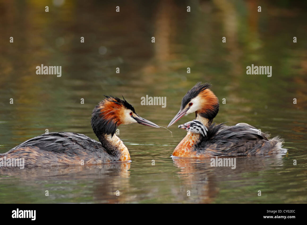 Great crested grebe (Podiceps cristatus), pair with chicks, Texel, Netherlands, Europe Stock Photo