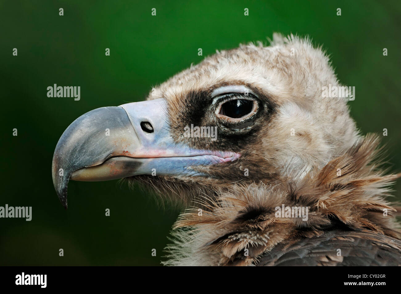 Cinereous vulture (Aegypius monachus), portrait, captive Stock Photo ...