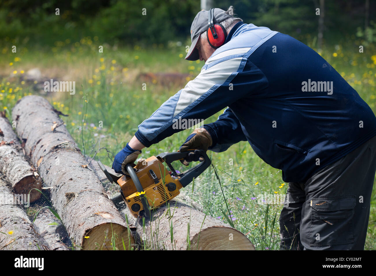 Pensioner cutting a spruce log with chainsaw , Finland Stock Photo