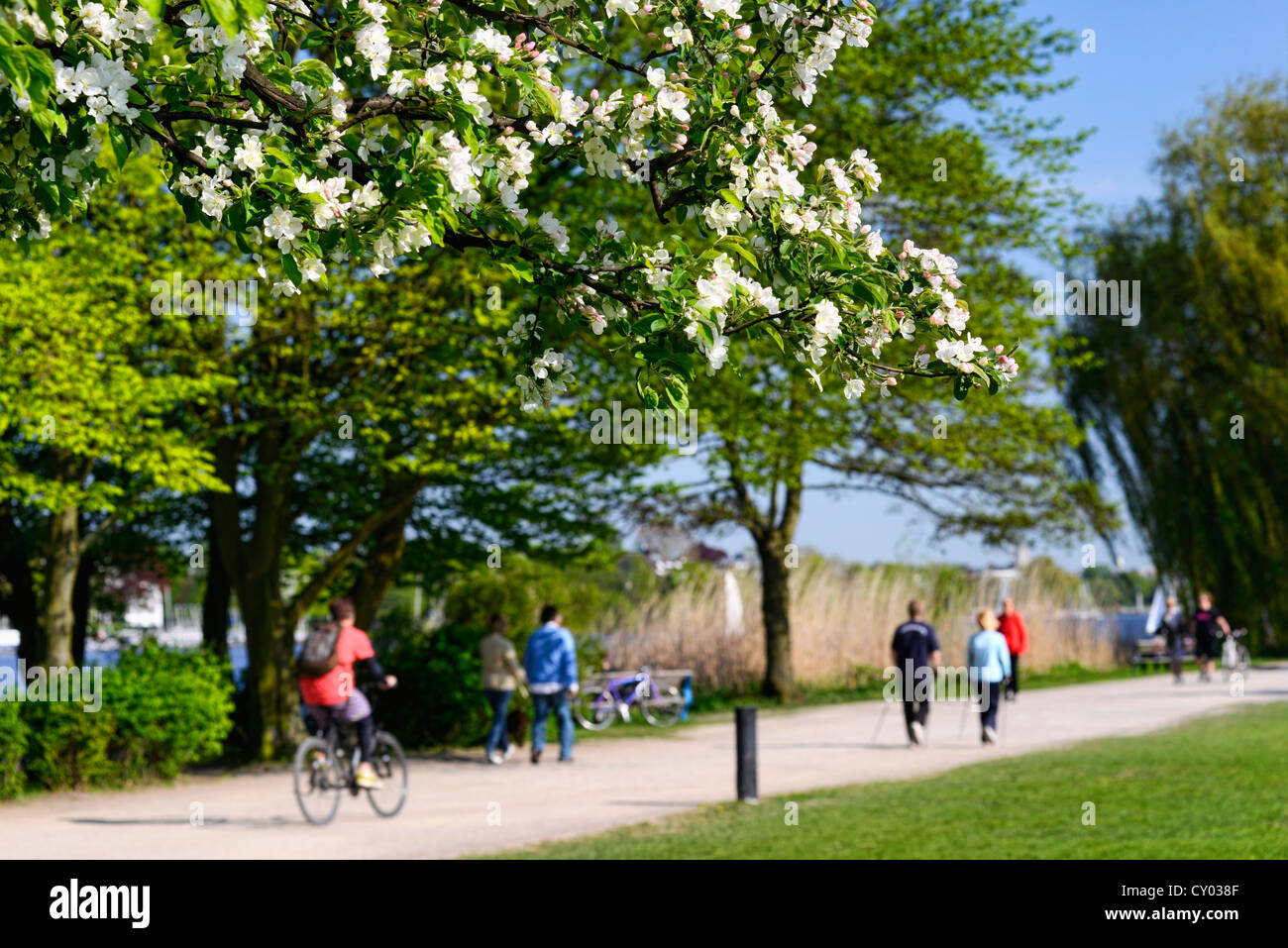 Hamburg alster hiking hi-res stock photography and images - Alamy