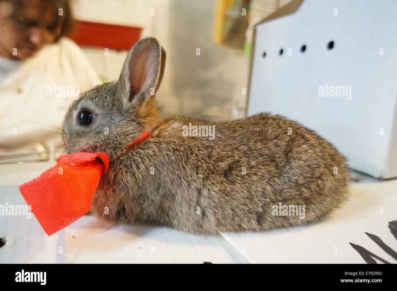 Fair at International livestock fair, Gray rabbit bunny baby with red bow tie at Zafra, Spain Stock Photo