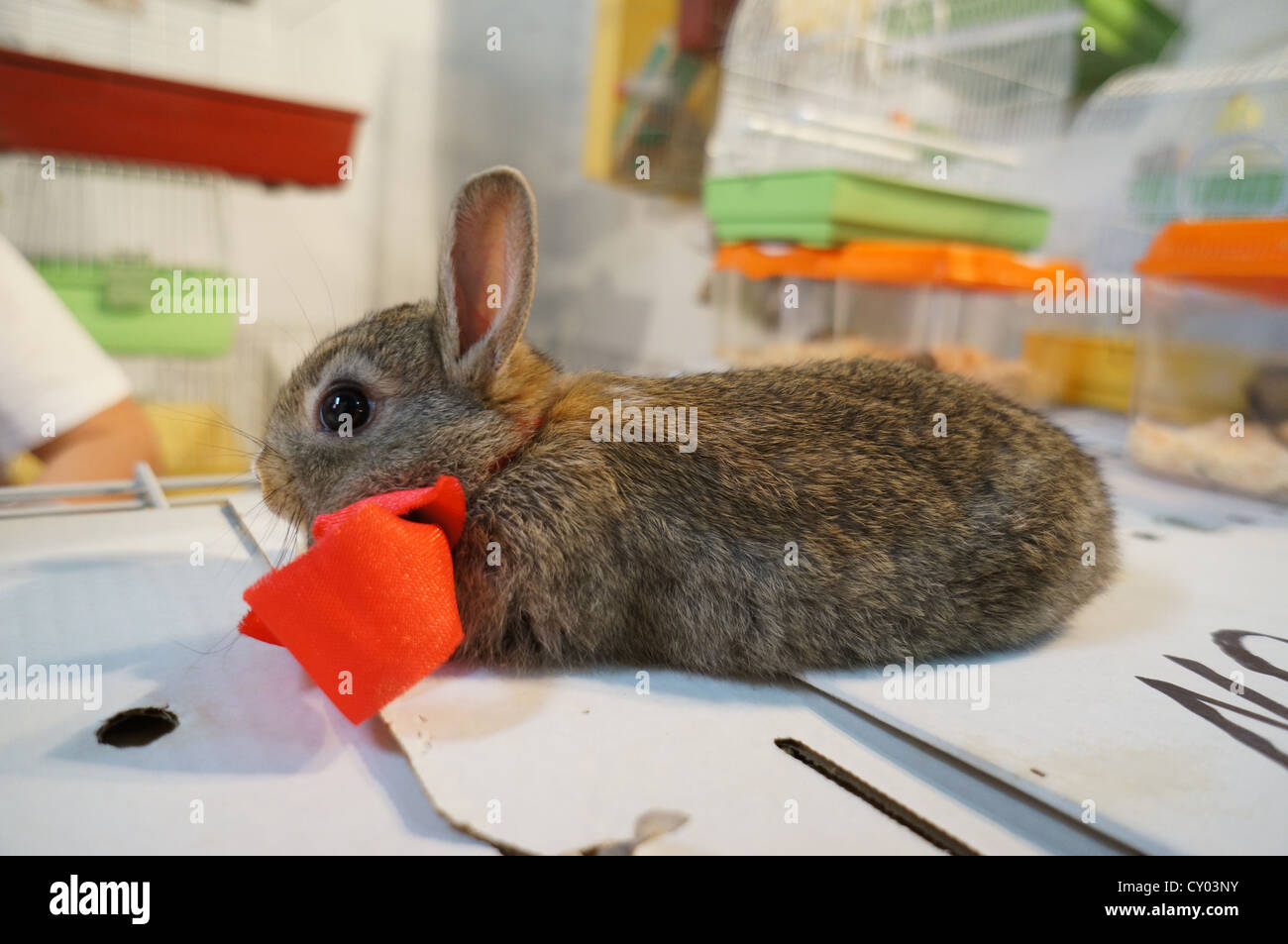 Fair at International livestock fair, Gray rabbit bunny baby with red bow tie at Zafra, Spain Stock Photo