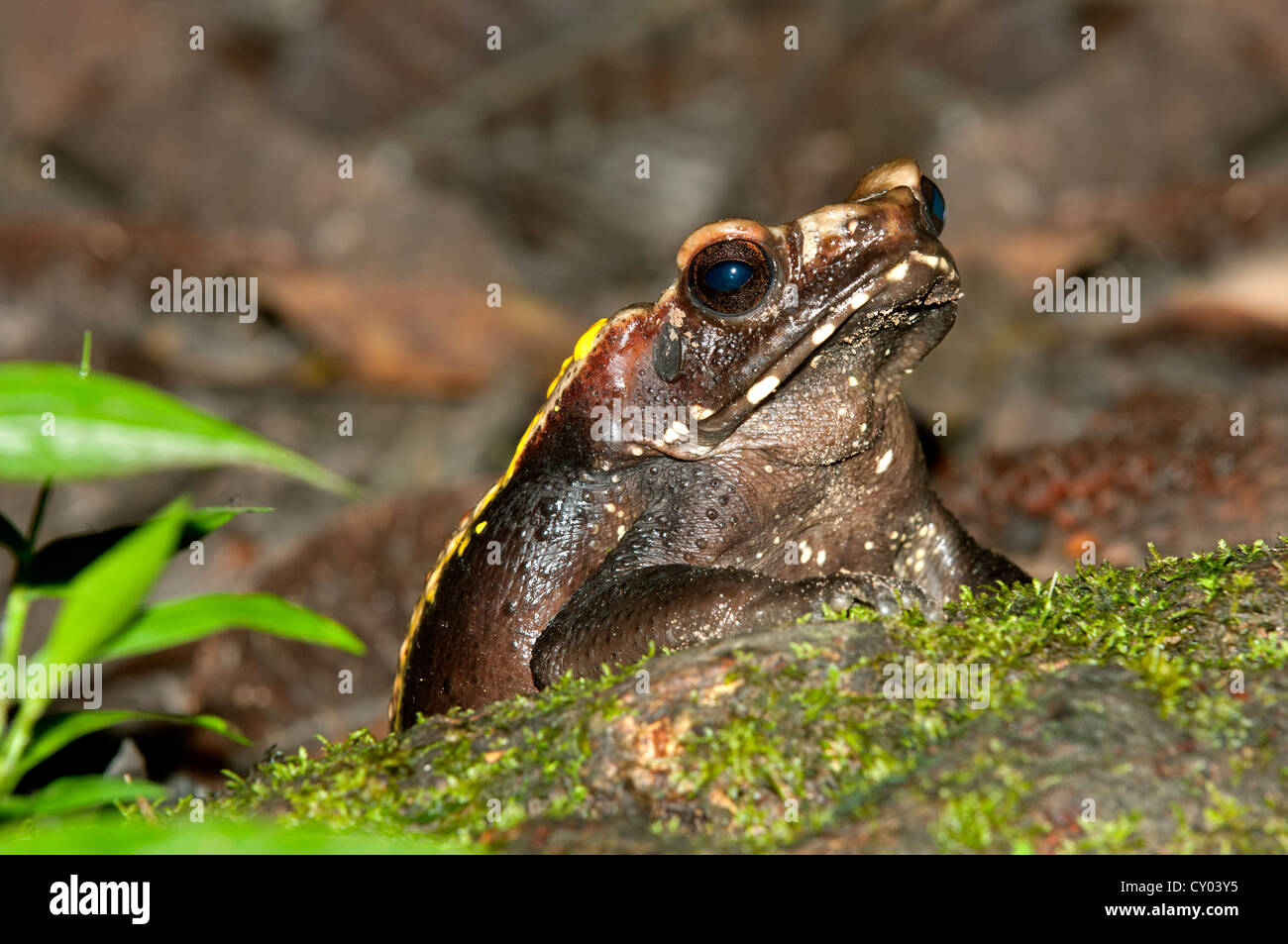 Toad (Rhinella sp.), Tiputini Rainforest, Yasuni National Park, Ecuador, South America Stock Photo