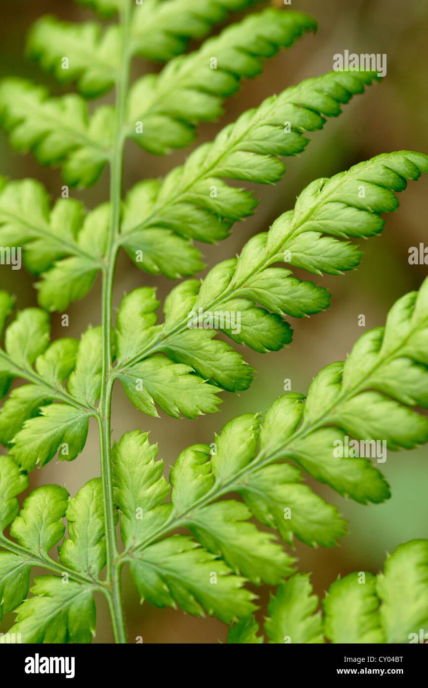 Green Fern frond close up Stock Photo