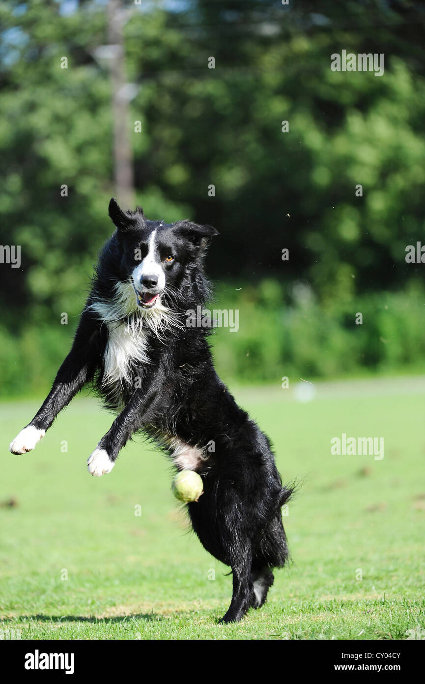 A Border Collie is trying to catch a ball Stock Photo