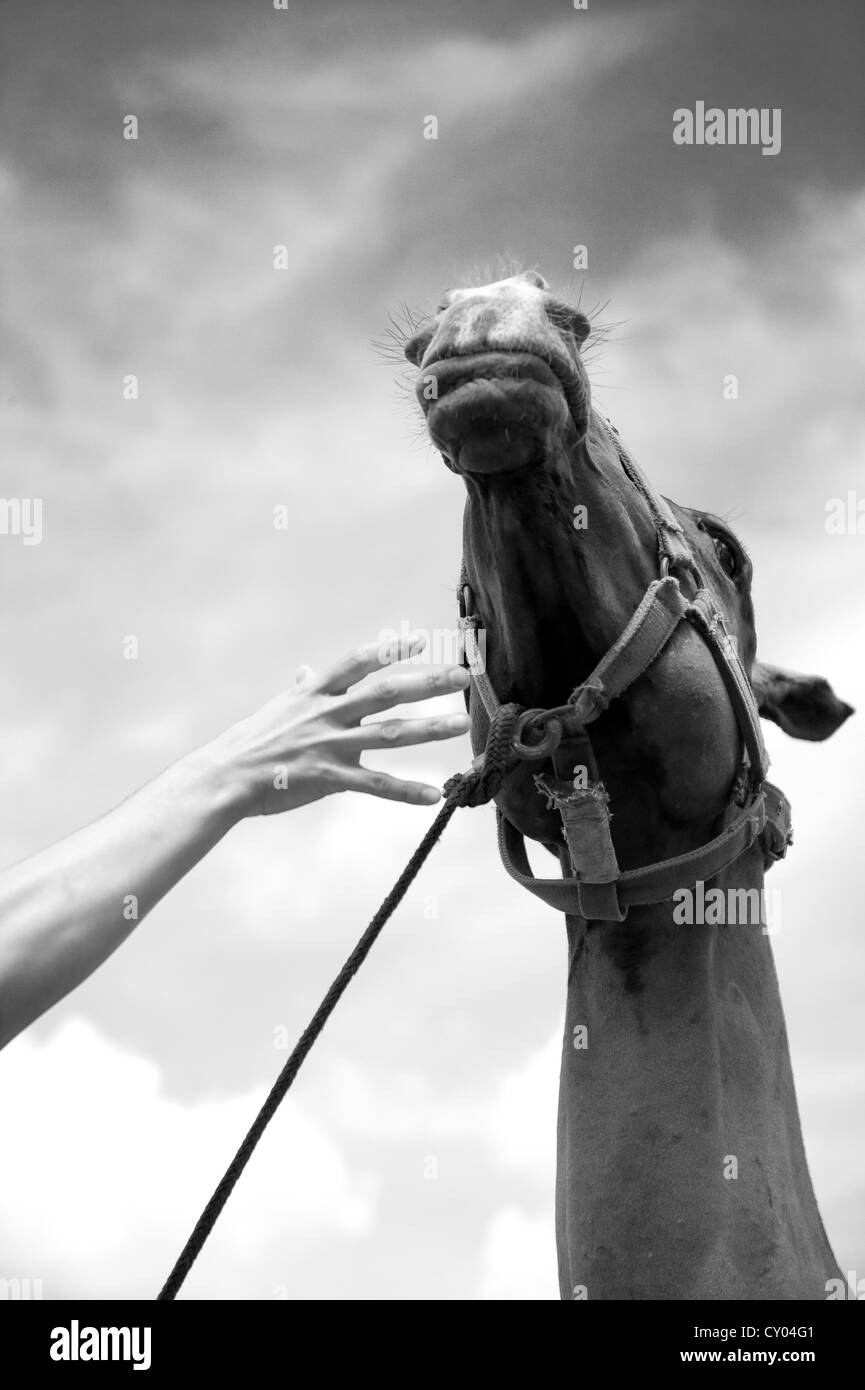 A hand trying to reach a horse Stock Photo