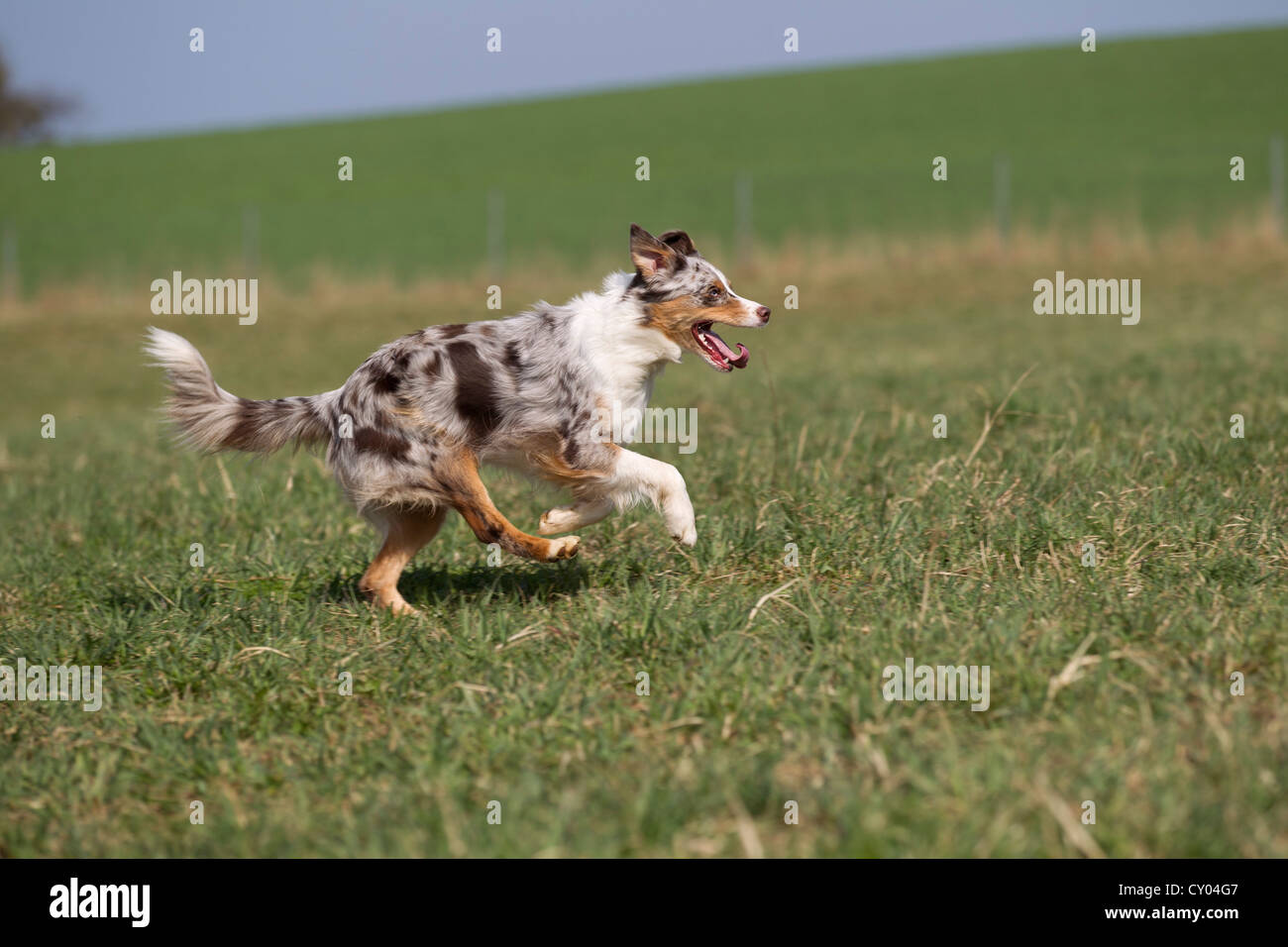 Australian shepherd running hires stock photography and images Alamy