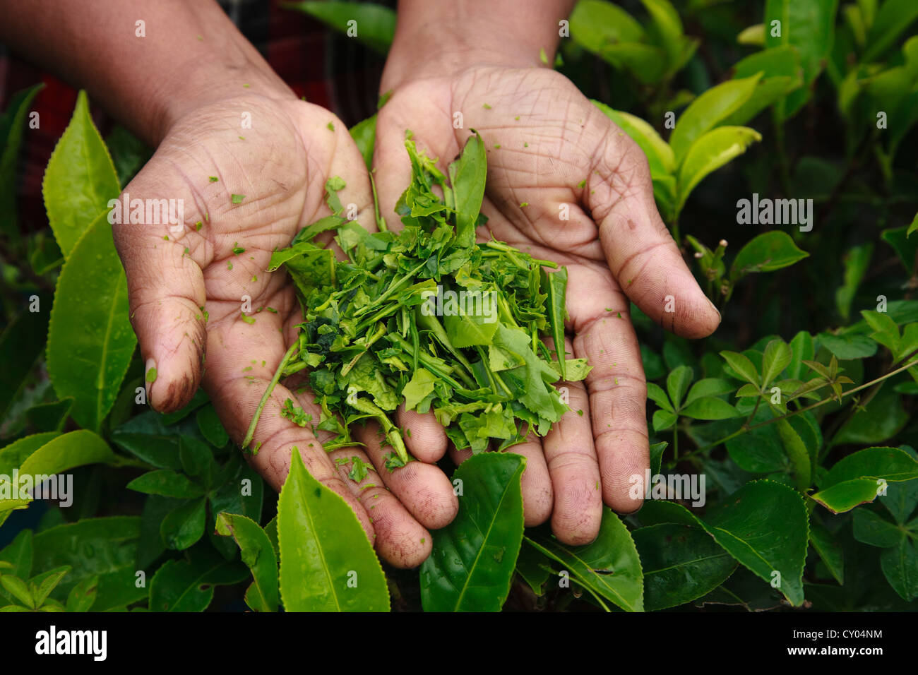 Woman's hands holding crushed tea leaves, freshly picked from bushes in a tea plantation, Sri Lanka Stock Photo