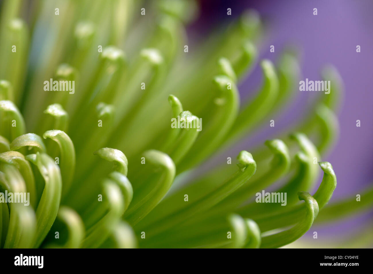 Chrysanthemum (Green Anastasia) flower close up Stock Photo Alamy