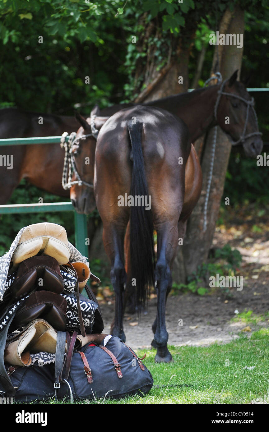 A pile of polo saddles, polo horses at the back, Ebreichsdorf, Lower