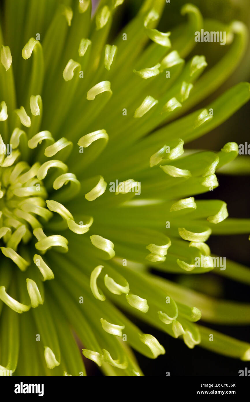 Chrysanthemum (Green Anastasia) flower close up Stock Photo Alamy