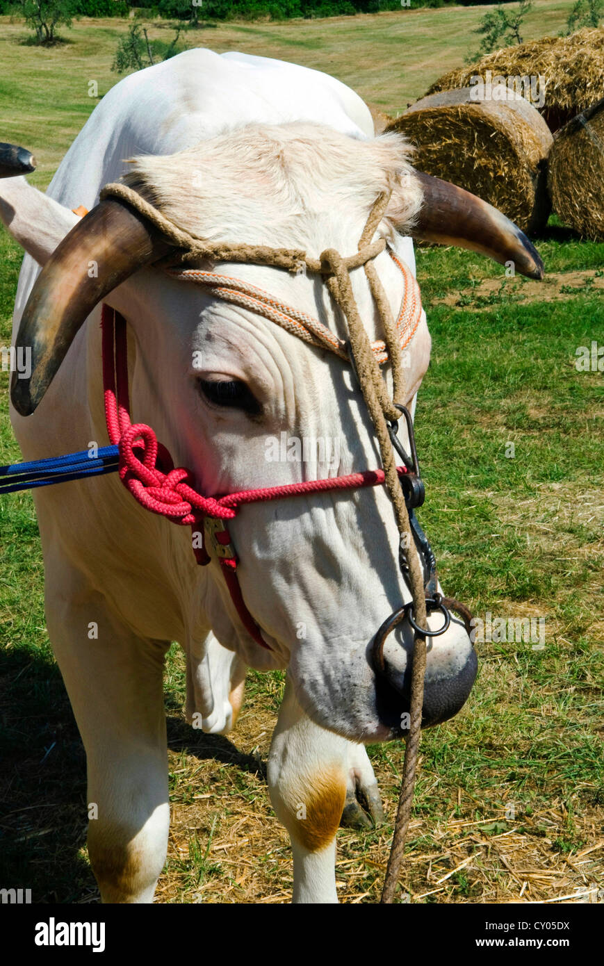 chianina bull with horns