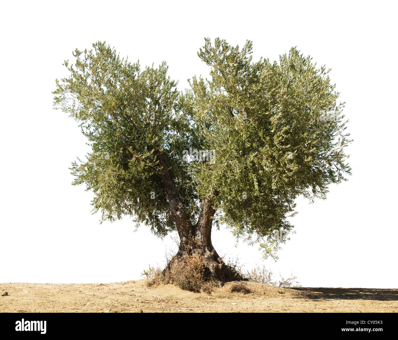 Olive tree white isolated. Stock Photo