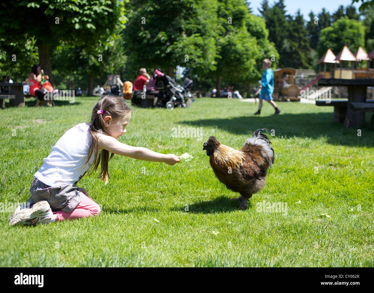 Three-year-old girl feeding a chicken in a meadow, Wildpark Poing wildlife park, Bavaria Stock Photo