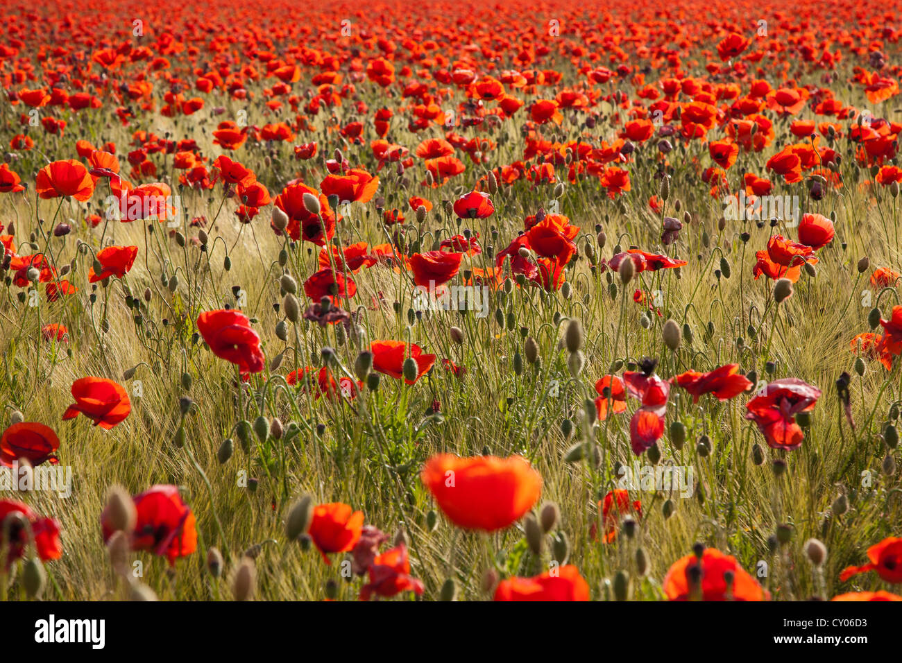 Red poppy field (Papaver rhoeas) in flower, near Berlin Stock Photo