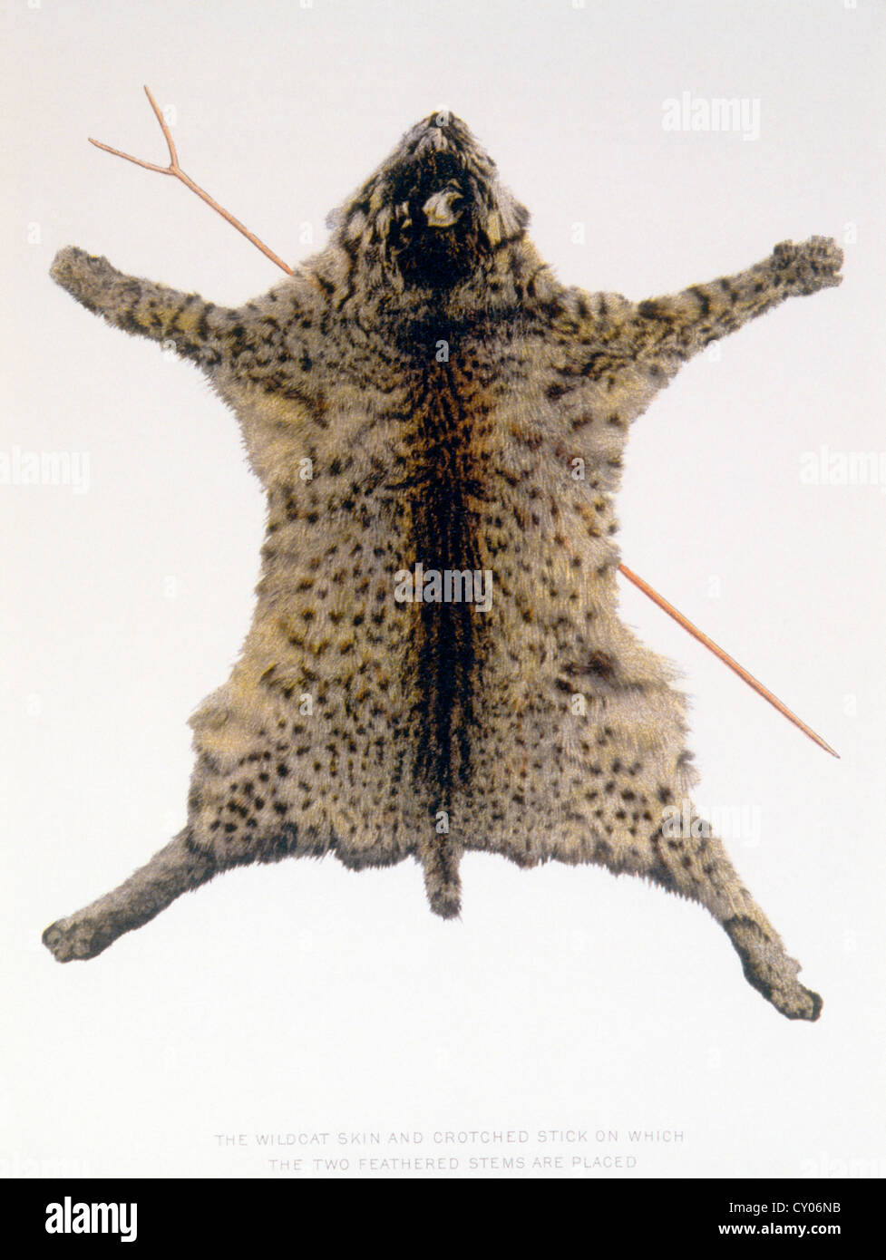 Wildcat Skin Used in Pawnee Hako Ceremony, USA, Lithograph, Circa 1904 Stock Photo