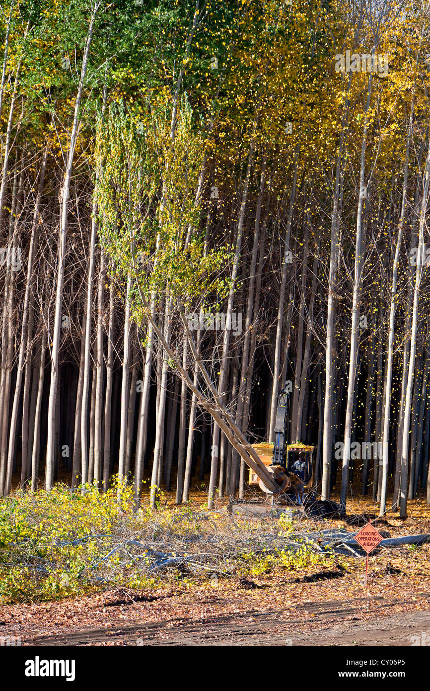 Tigercat Feller Buncher harvesting Hybrid Poplar trees. Stock Photo