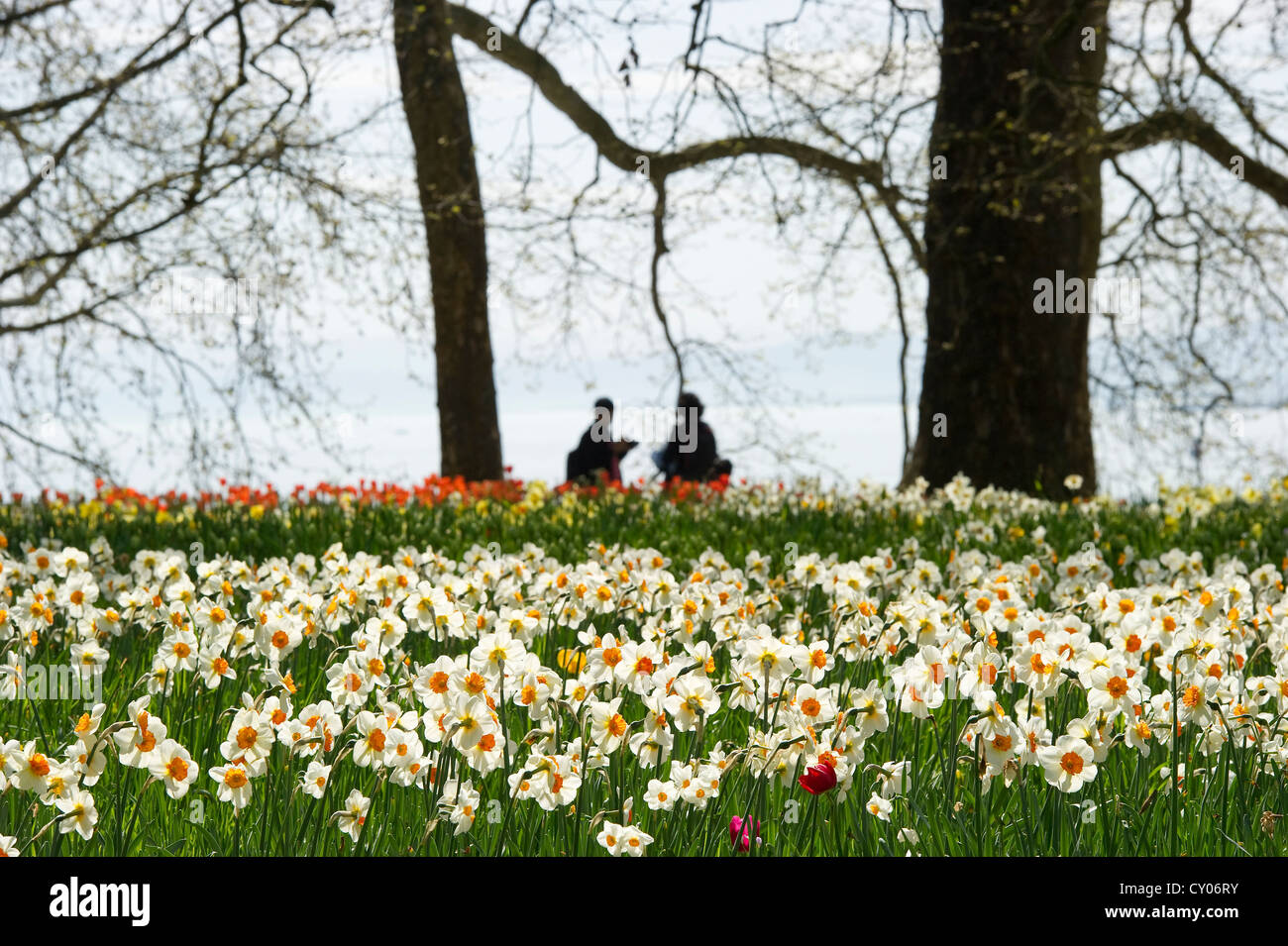 Meadow with daffodils, Mainau Island, Lake Constance, Baden-Wuerttemberg Stock Photo