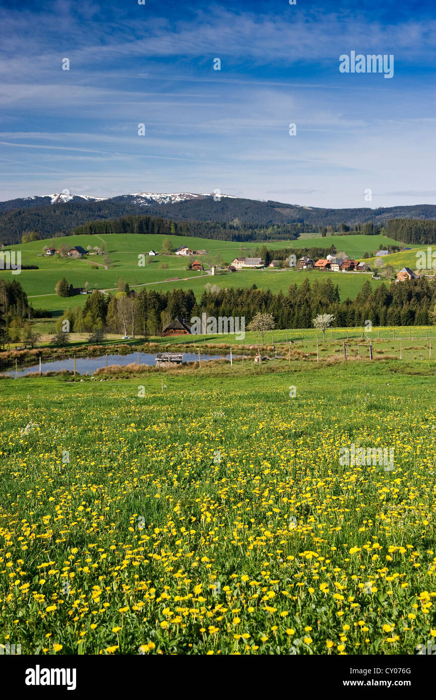 Meadow near Breitnau with view of Mt Feldberg, near Hinterzarten, Black Forest, Baden-Wuerttemberg Stock Photo