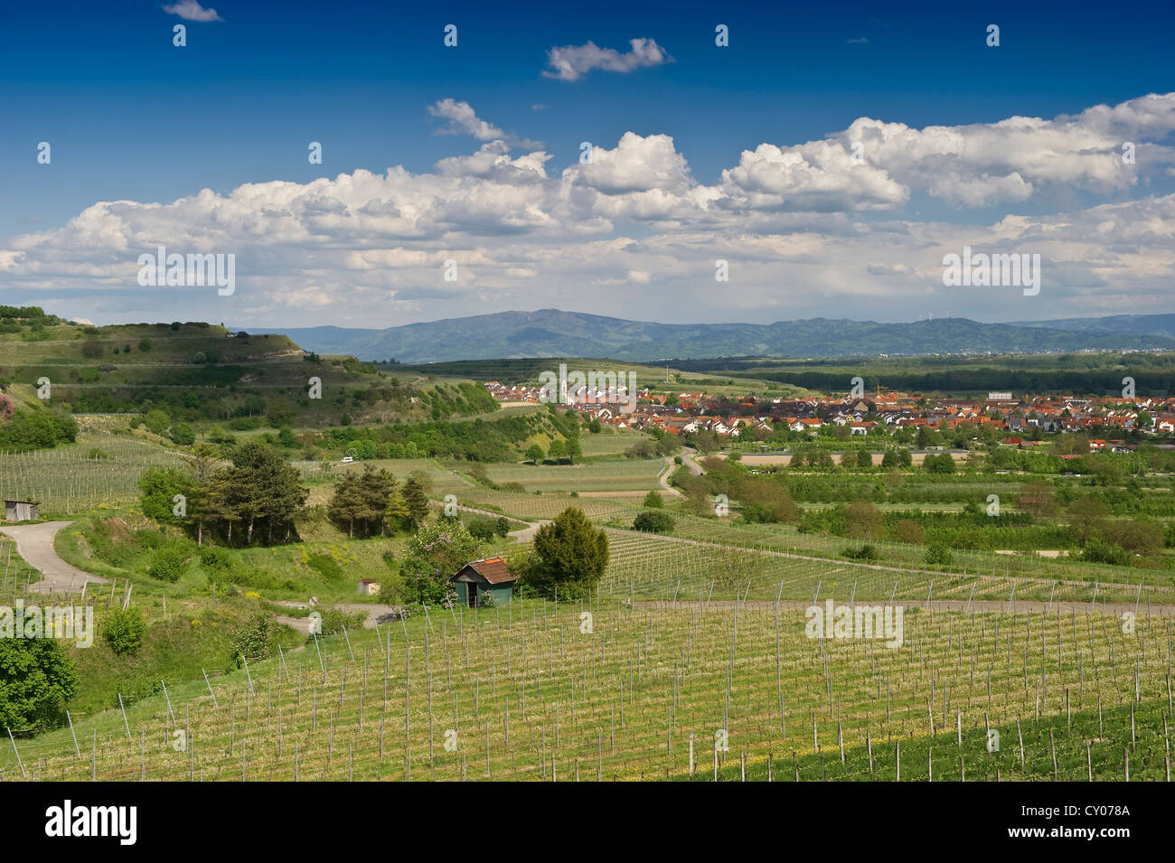 View of Ihringen, Kaiserstuhl low mountain range, Baden-Wuerttemberg Stock Photo