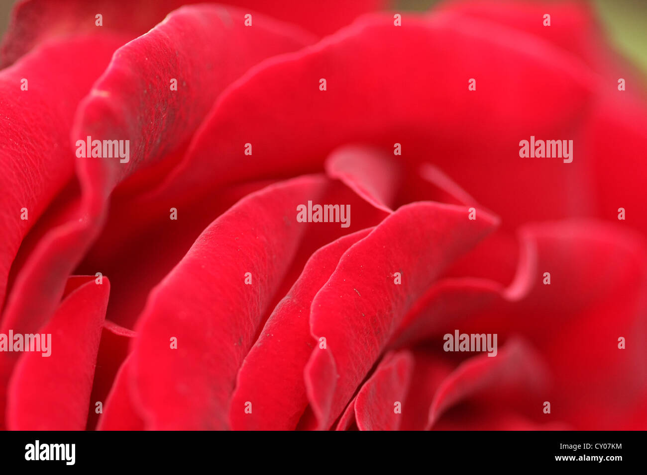 Close up crop of a red rose and its petals shot in macro Stock Photo ...