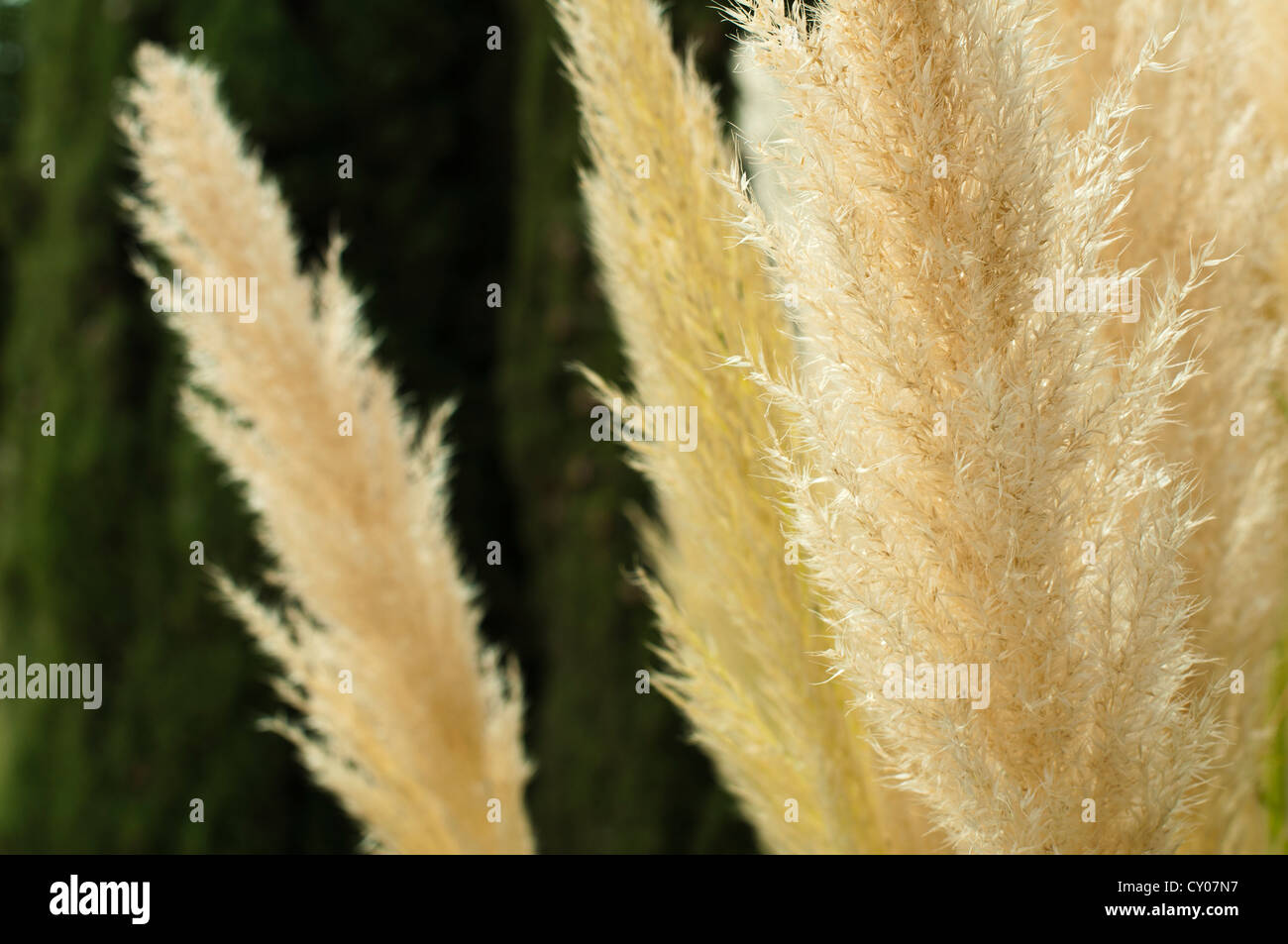 Fluffy Plants High Resolution Stock Photography and Images - Alamy