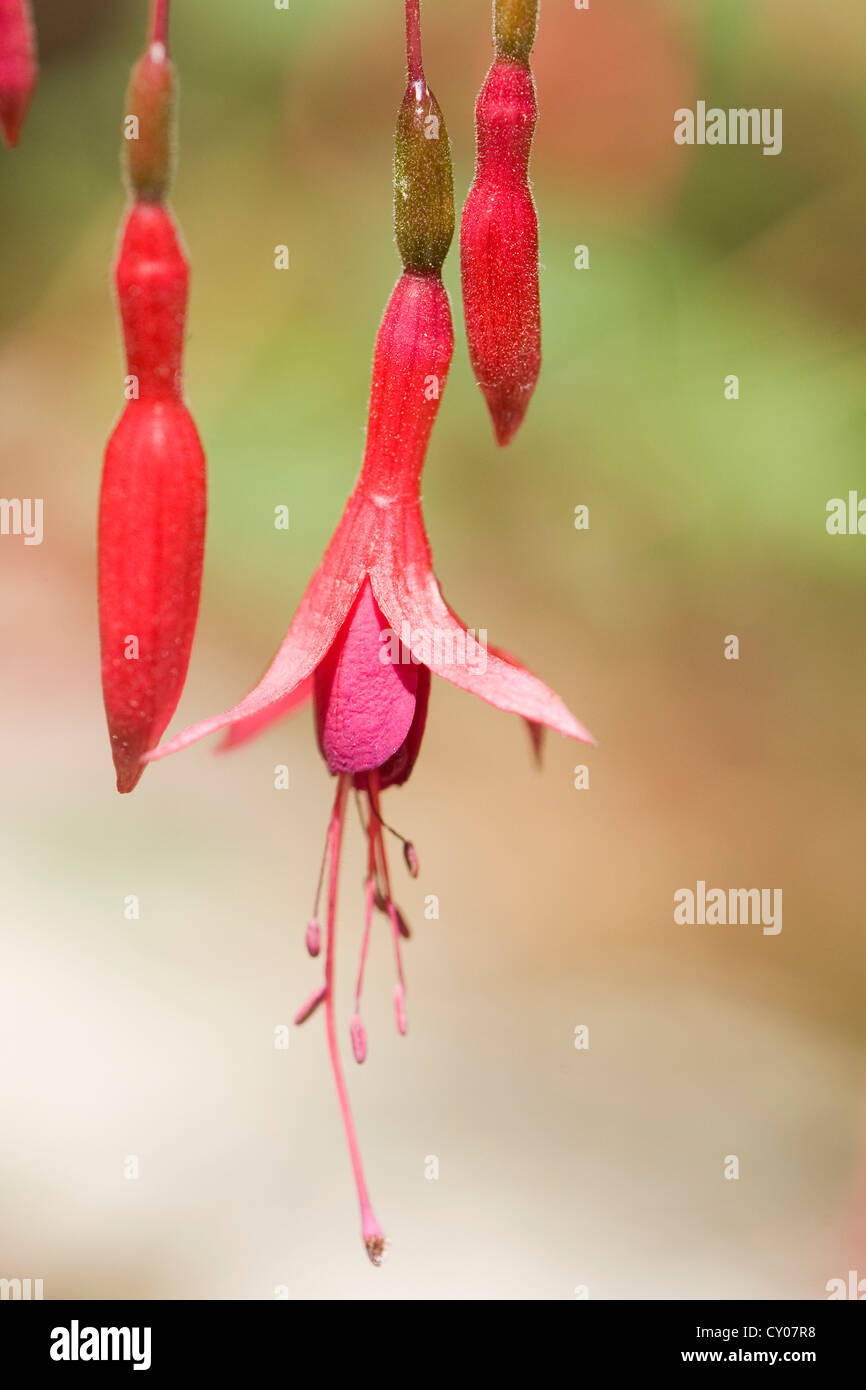 picture of the flower Fuchsia magellanica in a botanic park Stock Photo