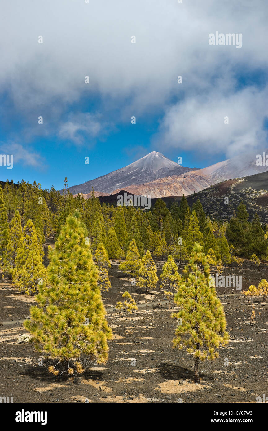 Pines (Pinus sp.) at the edge of the tree line and the summit of Teide Mountain, Mirador de Chio, Teide National Park, Tenerife Stock Photo
