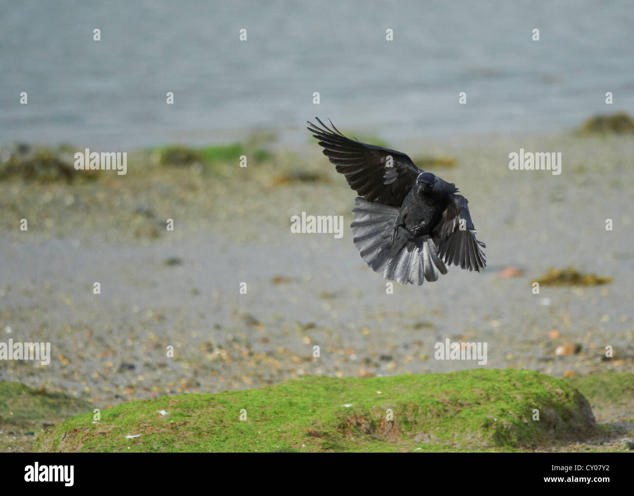 Crow landing hires stock photography and images Alamy