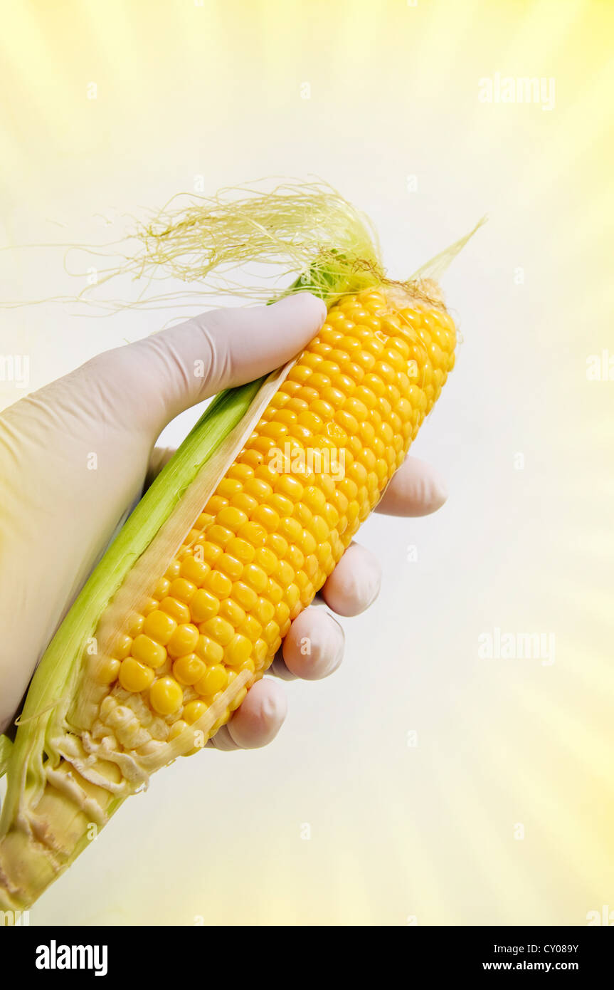 Sweet corn in engineering laboratory, gmo food concept Stock