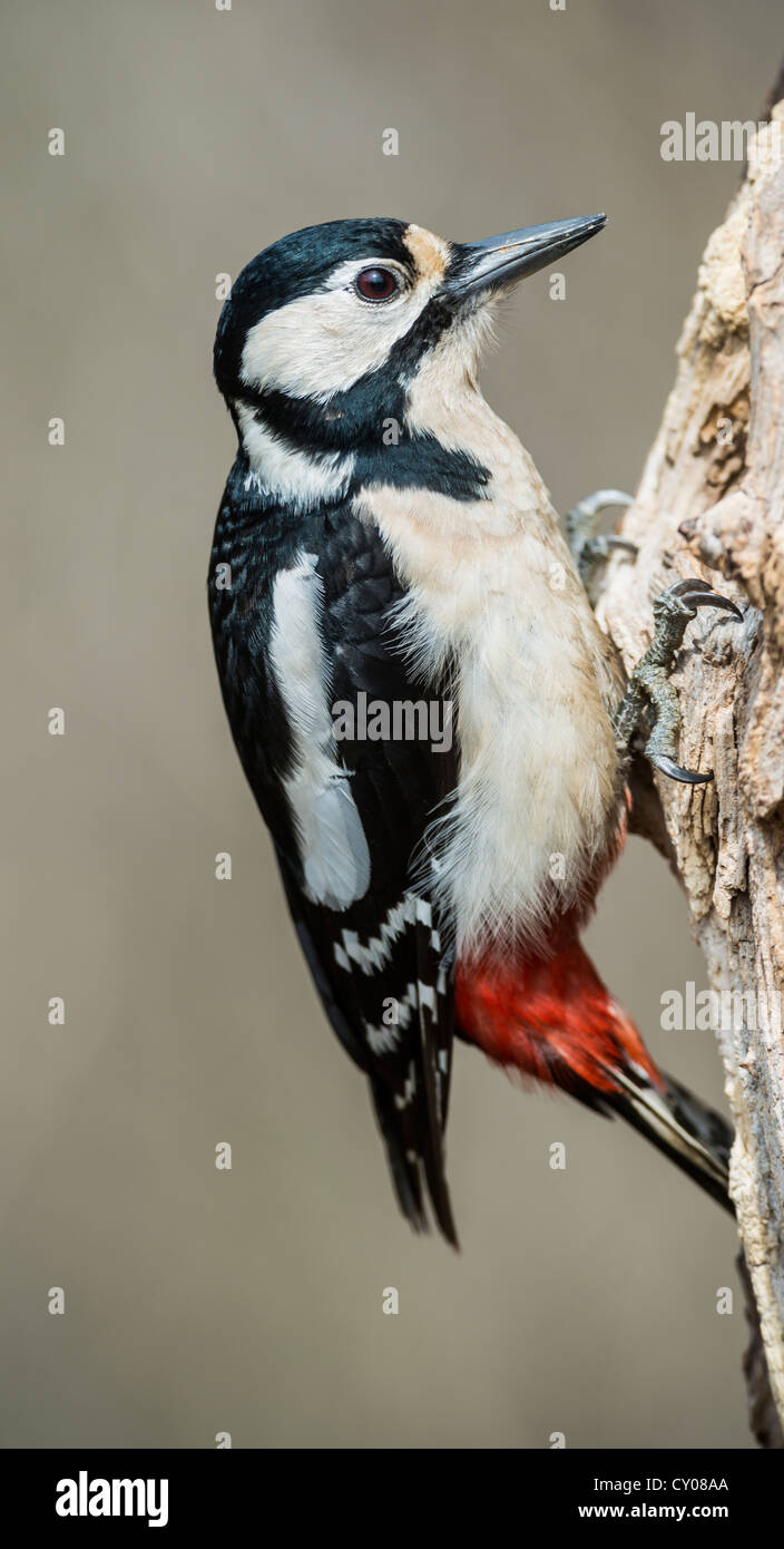 Great Spotted Woodpecker or Greater Spotted Woodpecker (Dendrocopos major), Hebertshausen, Bavaria Stock Photo